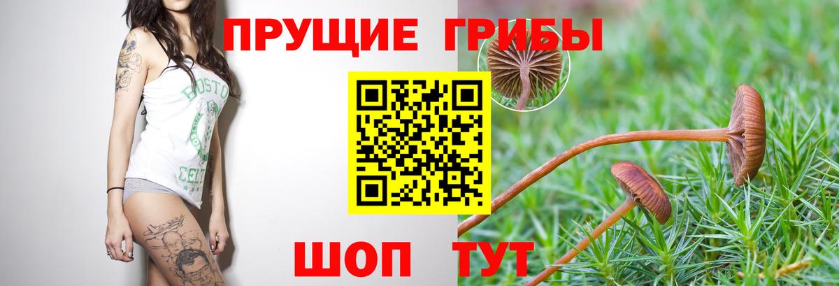 Сочи  Псилоцибиновые грибы Cubensis  Галлюциногенные грибы Cubensis  Вход с VPN 